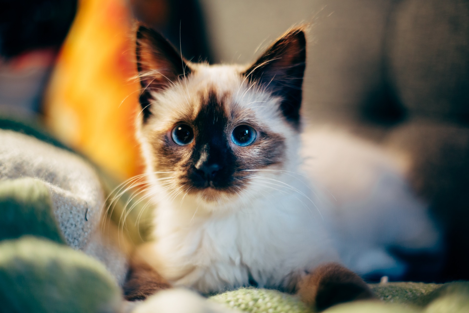 Pet shop, gatinhos fofinhos com lata de peixe e biscoitos animal desenho  doméstico