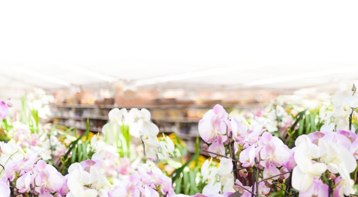 室長 春になったらやりたいこと Yaneura Quartierlatin