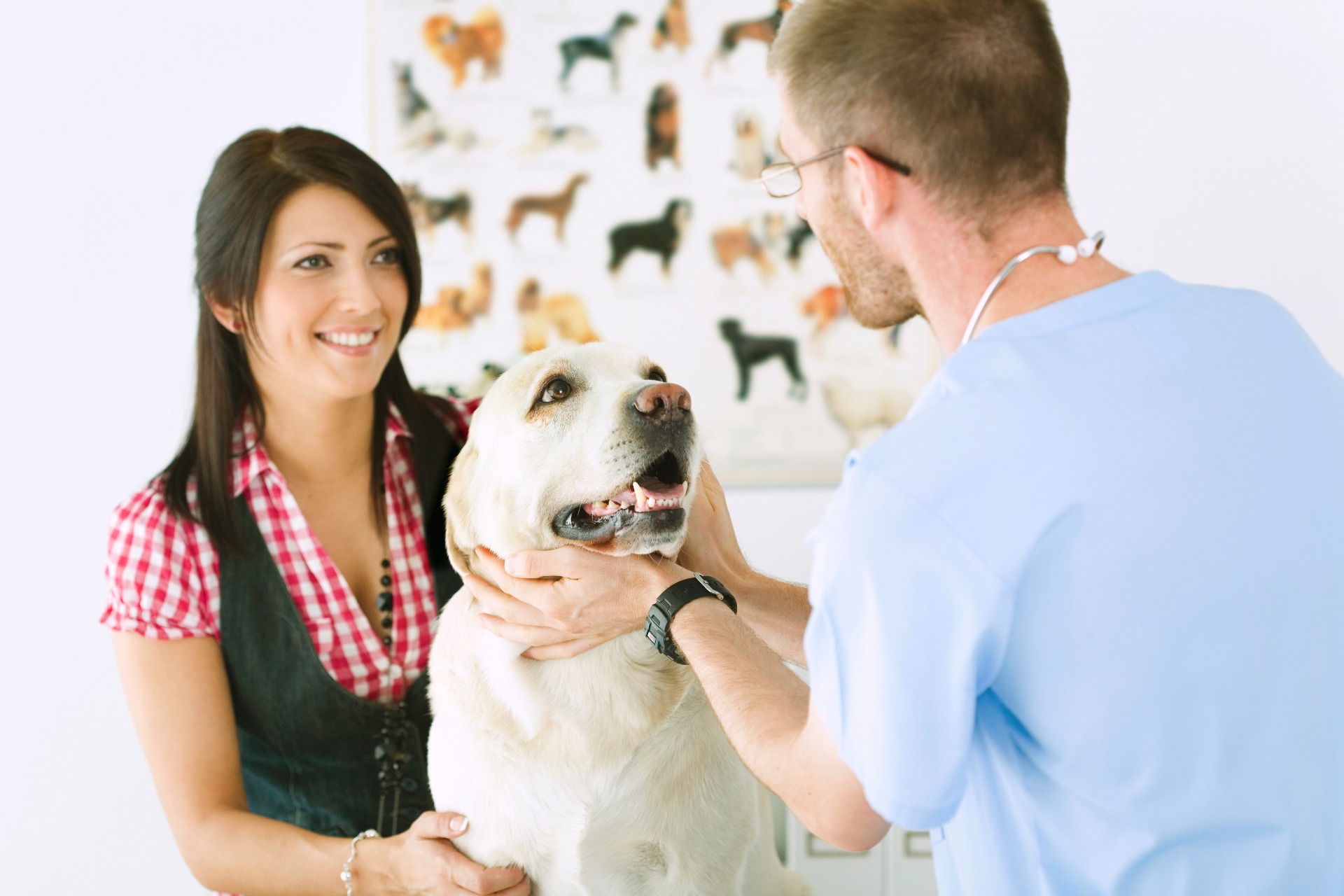 Jogo de simulação de veterinário, crie sua clínica e salve os animais  doentes. Jogo grátis na Internet